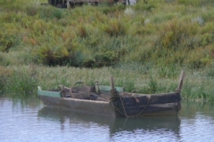 SB Clapotis
